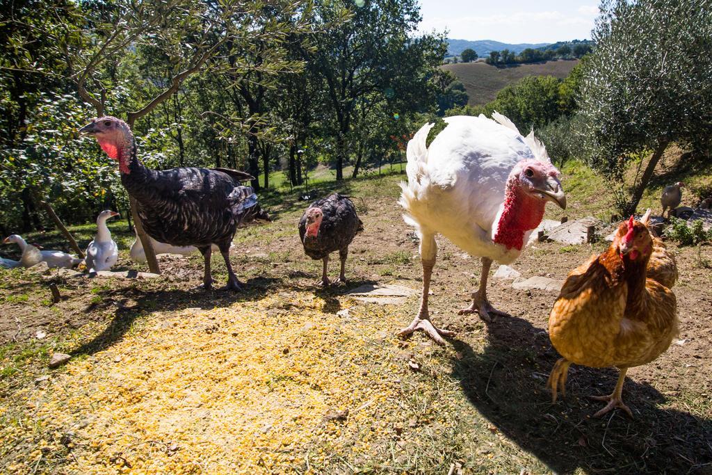 Agriturismo La Coccinella Valfabbrica Zewnętrze zdjęcie