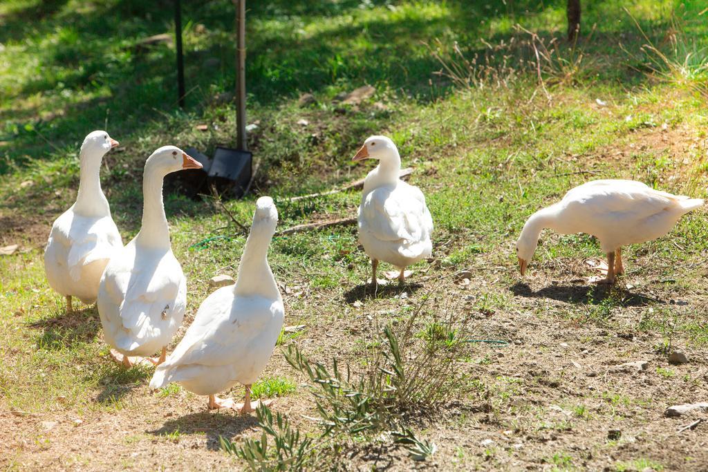 Agriturismo La Coccinella Valfabbrica Zewnętrze zdjęcie